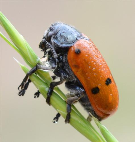 Lachnaia pubescens